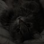 Mof's Avatar
