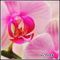 Orchids's Avatar